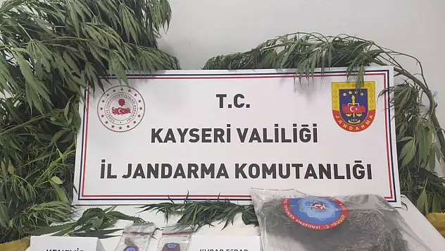 Kayseri'de kenevir operasyonu!