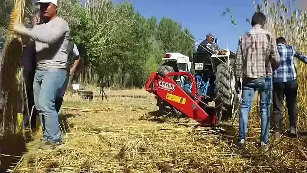 Kayseri'de kenevir üretimine izin verildi: Kenevir ne için kullanılacak?