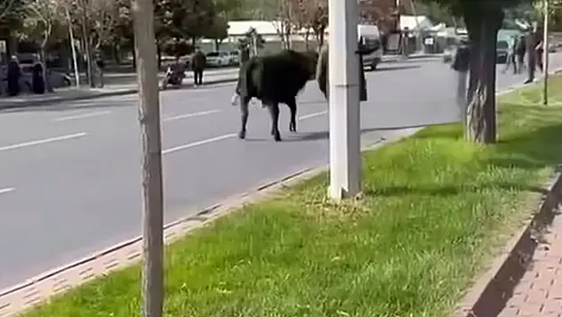 Kayseri'de kesimden kaçtı, trafiği kilitledi!