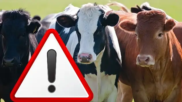 Kayseri'de kırmızı ette alarm: Yerli üretici batıyor, ithalatçı kârına kâr katıyor!