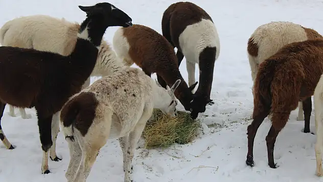 Kayseri'de kışa karşı tropik önlem: Hayvanat bahçesinde özel ısıtma sistemi