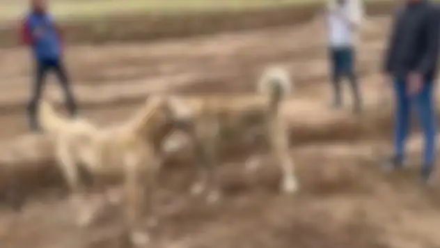 Kayseri'de köpek dövüştüren 2 kişi yakalandı!