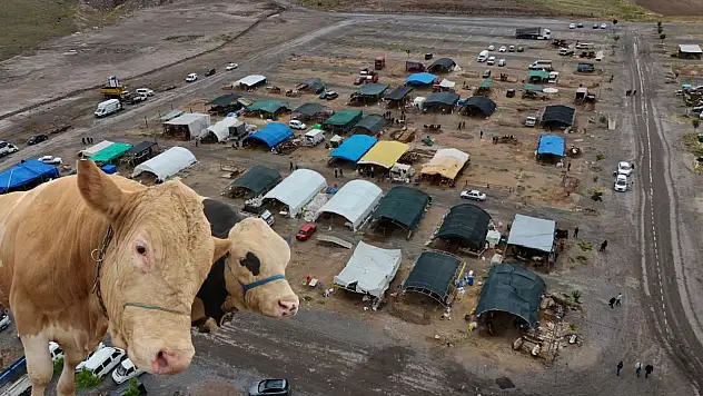 Kayseri'de kurban pazarında 'Minik' isimli dana ilgi odağı oldu - Fiyatı 260 bin TL!