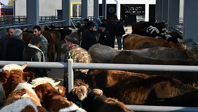 Kayseri'de kurbanlık tavsiye fiyatları açıklandı