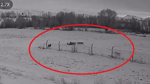 Kayseri'de kurt sürüsü köpeği öldürdü!