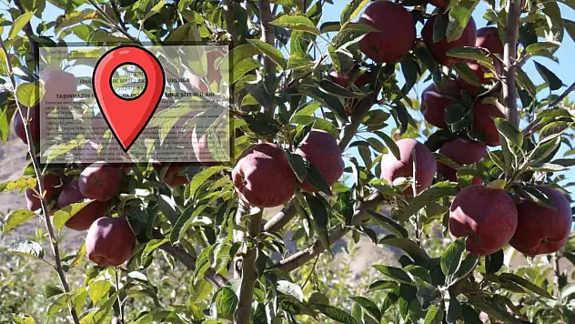 Kayseri'de milyonluk elma bahçesi satışa çıktı!
