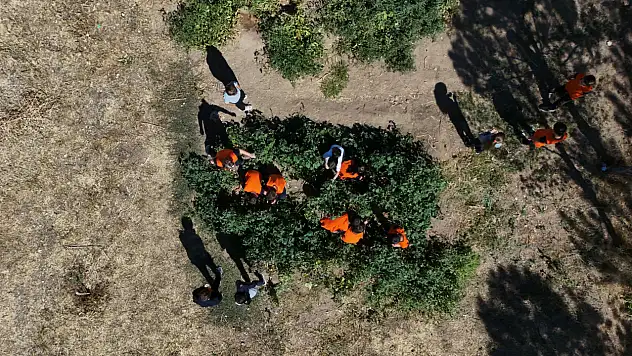 Kayseri'de öğrenciler meyvelerini kendi üretiyor!