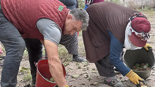 Kayseri'de olmaz dediler, şimdi herkes peşine düştü! 2 bin ağaçtan büyük kazanç