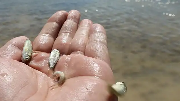 Kayseri'de örnek proje: Binlerce balık aynı anda barajla buluştu!