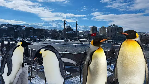 Kayseri'de penguenler gezintiye çıktı: Paylaşımlar arka arkaya geldi!