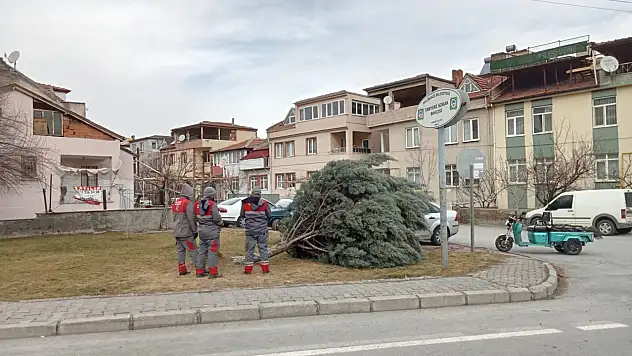 Kayseri'de rüzgar etkisini artırıyor - Ağaç kökünden sökülerek devrildi!
