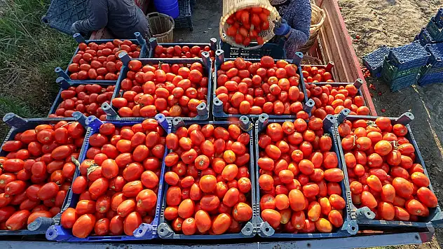 Kayseri'de salça sezonu başlamadan salçalık domatesin fiyatı belli oldu
