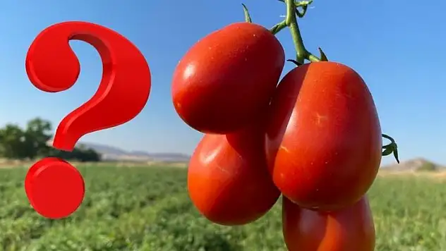 Kayseri'de salçalık domates sezonu: Tarladan pazara kim daha çok kazandı?
