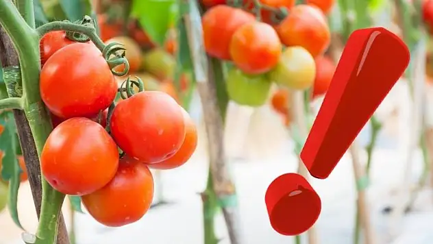 Kayseri'de salçalık domatesin kilosu rekor kırdı!