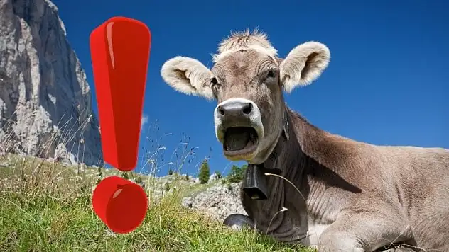 Kayseri'de şap hastalığı tedirginliği! Belirtileri nelerdir, insanlara bulaşır mı?