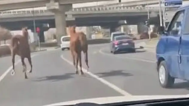 Kayseri'de şaşkına çeviren görüntü: Başıboş atlar trafikte…