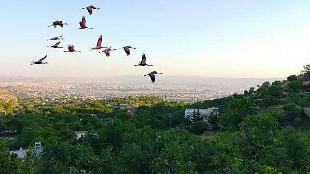 Kayseri'de sezonu açıldı, kademe kademe göç başladı!