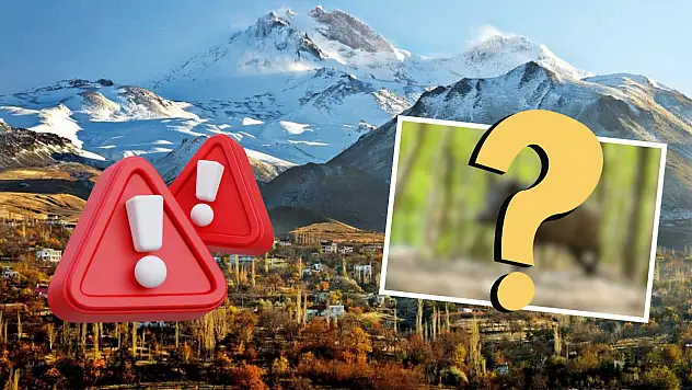 Kayseri'de şikayetler peş peşe geliyordu: Yabani hayvan için av çalışması yapılacak... O tarihlere dikkat!