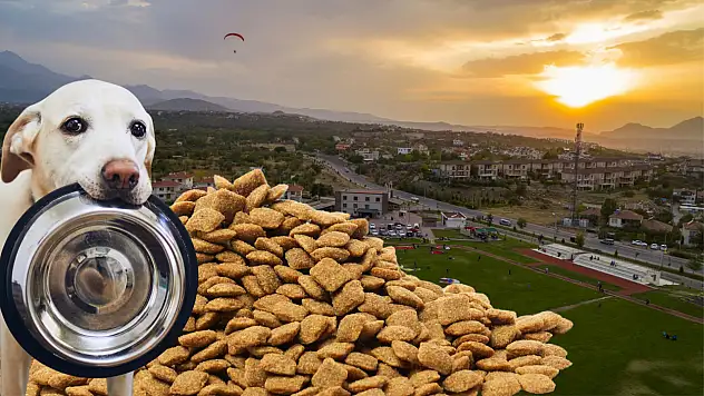 Kayseri'de sokak hayvanları için önemli adım!