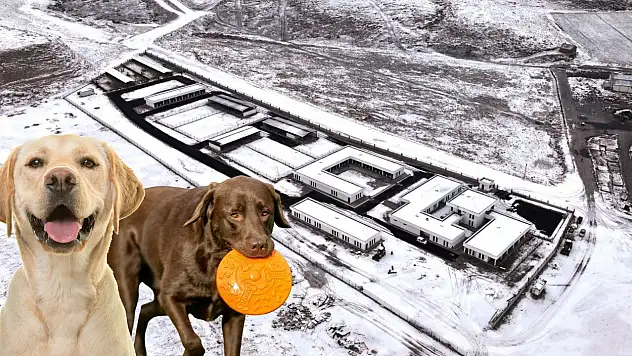 Kayseri'de sokak hayvanlarına yeni yuva!