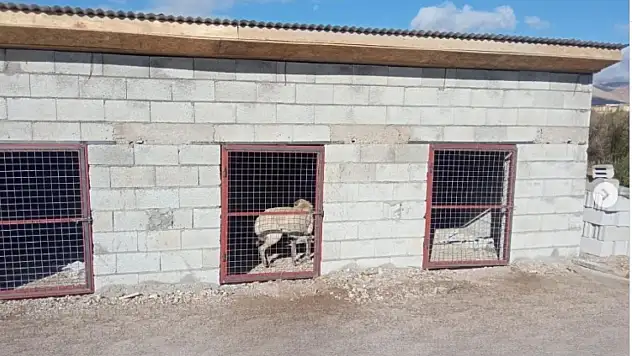 Kayseri'de sokak köpeklerine karşı yeni önlem