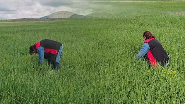 Kayseri'de süne mücadelesi çalışmaları sürüyor