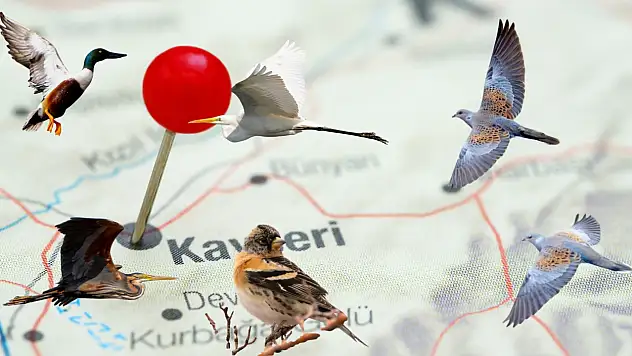 Kayseri'de sürpriz keşif: Haritada yoktu… Kuşlar buldu!