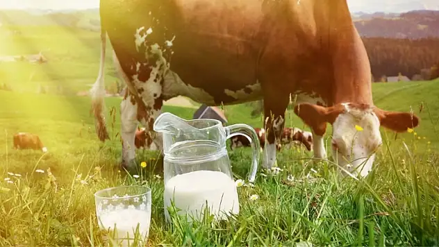 Kayseri'de süt üreticileri toplanıyor: Yeni dönemin yol haritası belirlenecek