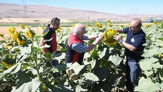 Kayseri'de tarımsal faaliyetler sürüyor: Ayçiçeklerine inceleme!
