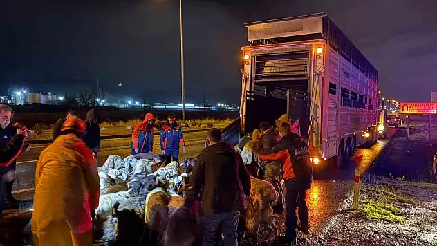 200 hayvan tahliye edildi