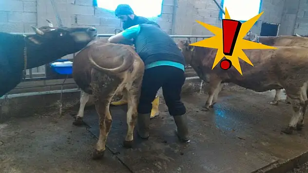 Kayseri'de tehlike büyüyor – Hayvancılık alarm veriyor!