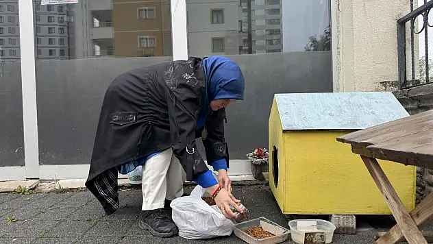 Kayseri'de tilki sokağa indi: Karnını bakın nerede doyurdu?