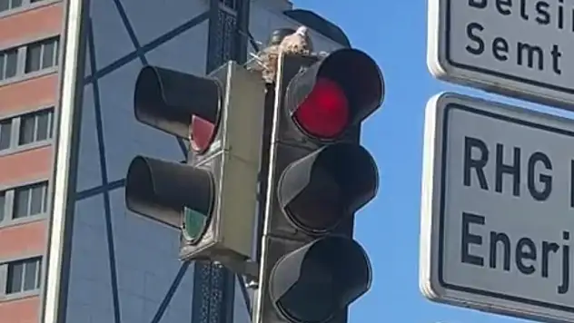 Kayseri'de trafik lambası güvercine yuva oldu!