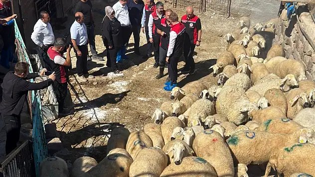 Kayseri'de üreticilere küçükbaş desteği: 100 koyun teslim edildi