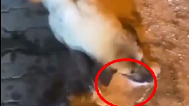 Kayseri'de vahşet – Görenler şok oldu!