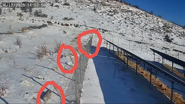 Kayseri'de vaşak ailesi görüntülendi