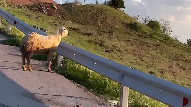 Kayseri'de viral olan koyun: Dertli dertli manzarayı izledi!
