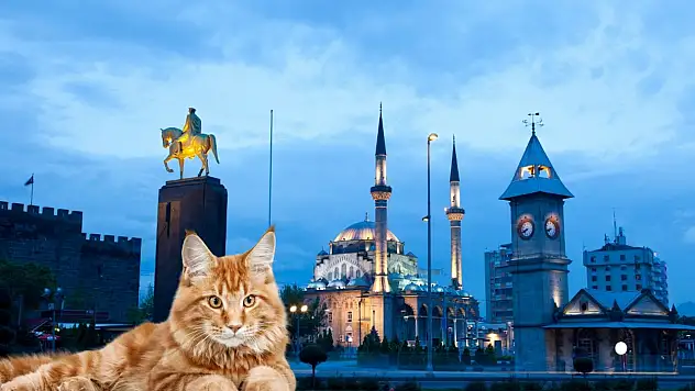 Kayseri'de yapılan kedi oteli beğenileri topladı!