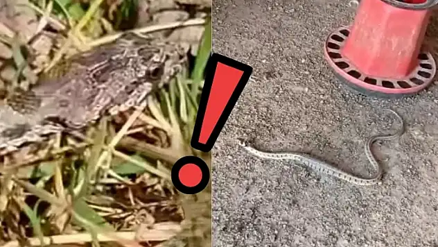 Kayseri'de yazın ilk yılanları görüldü! İşte ortaya çıktıkları yerler