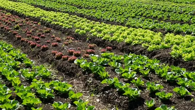 Kayseri'de yazlık sebze üretiminde yeni dönem