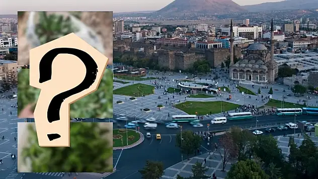 Kayseri'de yeniden çıktı! Herkes bu bitkilerin peşine düştü..