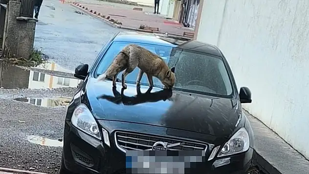 Kayseri'de yiyecek arayan tilki sokağa indi!