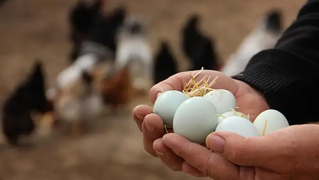 Kayseri'de yumurta üreticileri o tarihte bir araya gelecek: İşte nedeni?