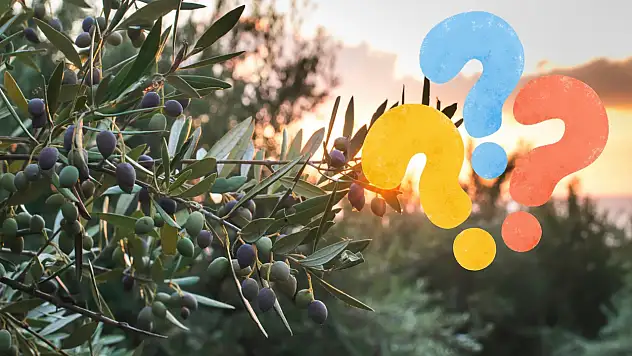 Kayseri'de zeytin olur mu? Cevabı bu ilçede saklı!