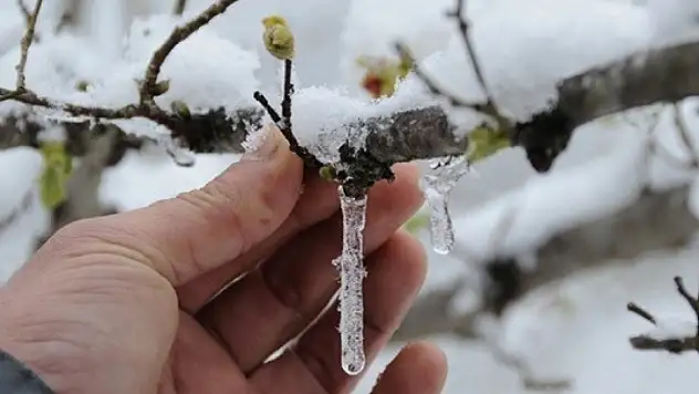 Kayseri'de zirai don etkili olması bekleniyor!
