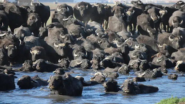 Kayseri'deki bu görüntüler Afrika'yı andırıyor: İşte o anlar!