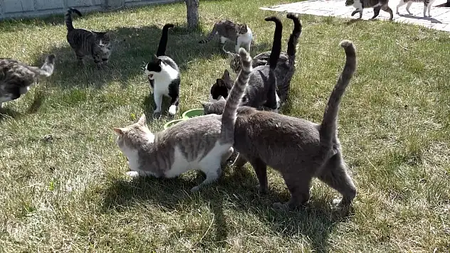 Kayseri, Eskişehir'in izinden gidiyor
