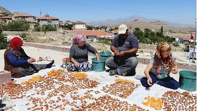 Damda kayısı kurutma telaşı başladı