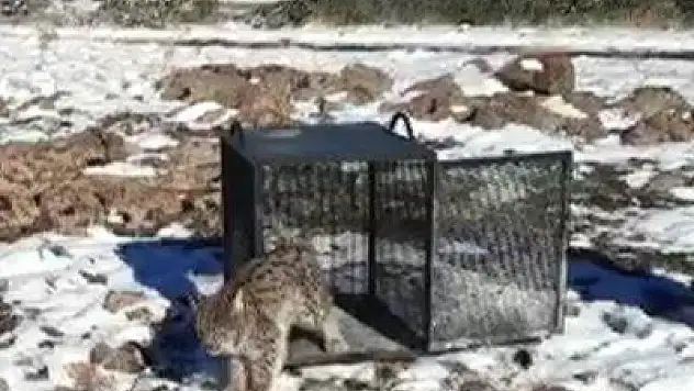 Açlıktan kümese giren vaşak doğaya bırakıldı.