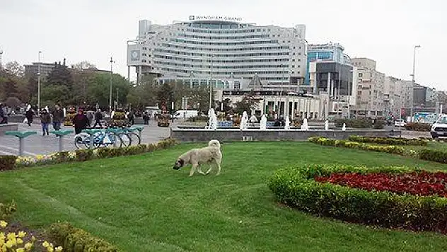 BAŞI BOŞ KÖPEKLER YENİDEN 'MEYDAN'DA